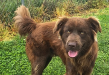 Pet of the Week: Relax with Eric!