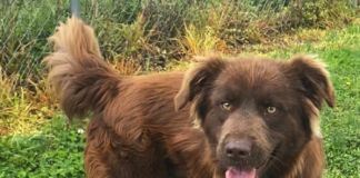 Pet of the Week: Relax with Eric!