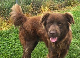 Pet of the Week: Relax with Eric!