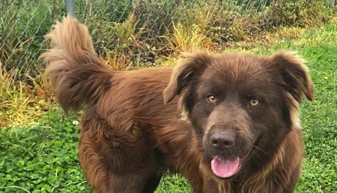 Pet of the Week: Relax with Eric!