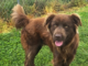 Pet of the Week: Relax with Eric!
