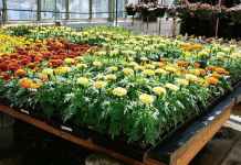 CATA greenhouse sale starts April 5