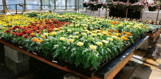 CATA greenhouse sale starts April 5