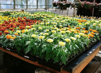 CATA greenhouse sale starts April 5