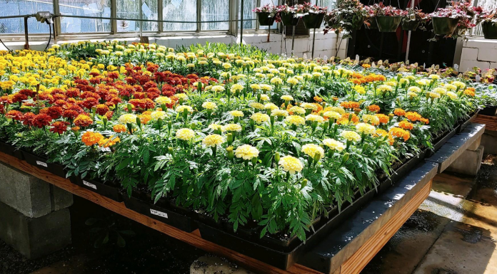 CATA greenhouse sale starts April 5