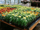 CATA greenhouse sale starts April 5