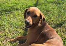 Pet of the Week: Take life easy with Clara