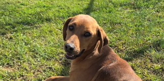 Pet of the Week: Take life easy with Clara