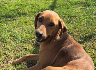 Pet of the Week: Take life easy with Clara