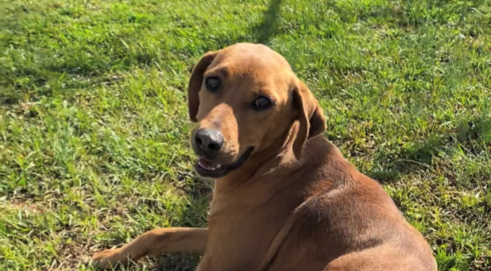 Pet of the Week: Take life easy with Clara