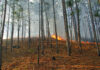 Controlled burns top tool for wildlife, land managers