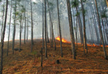 Controlled burns top tool for wildlife, land managers