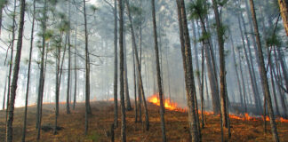 Controlled burns top tool for wildlife, land managers