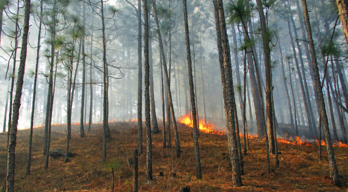 Controlled burns top tool for wildlife, land managers