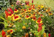 Liven up spring gardens with perennial plants