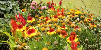 Liven up spring gardens with perennial plants