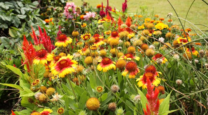 Liven up spring gardens with perennial plants