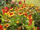 Liven up spring gardens with perennial plants