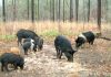 USDA Launches Feral Swine Control Program
