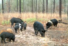 USDA Launches Feral Swine Control Program