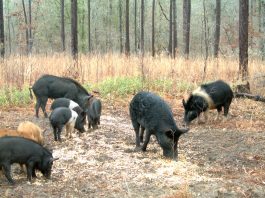 USDA Launches Feral Swine Control Program