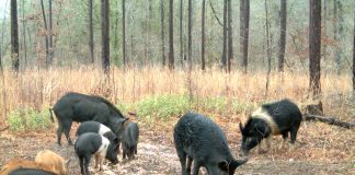 USDA Launches Feral Swine Control Program
