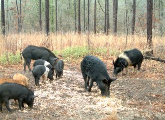 USDA Launches Feral Swine Control Program