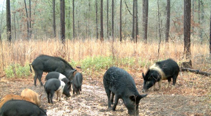 USDA Launches Feral Swine Control Program