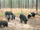 USDA Launches Feral Swine Control Program