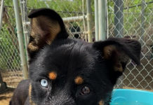 BONUS Pet of the Week: Applejack is a sweet treat!