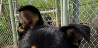 BONUS Pet of the Week: Applejack is a sweet treat!