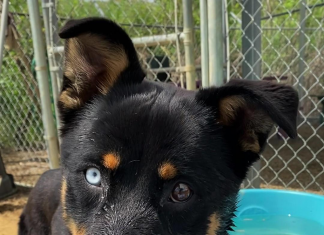 BONUS Pet of the Week: Applejack is a sweet treat!