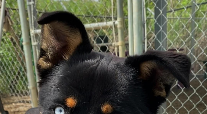 BONUS Pet of the Week: Applejack is a sweet treat!