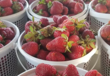 Strawberry Festival returns tomorrow! Miss Strawberry Festival Pageant tonight