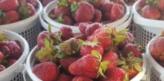 Strawberry Festival returns tomorrow! Miss Strawberry Festival Pageant tonight