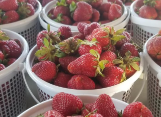 Strawberry Festival returns tomorrow! Miss Strawberry Festival Pageant tonight