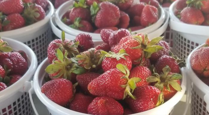 Strawberry Festival returns tomorrow! Miss Strawberry Festival Pageant tonight