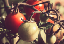 Wallace State’s horticulture/agriculture program hosting spring plant sale