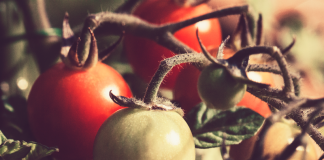 Wallace State’s horticulture/agriculture program hosting spring plant sale