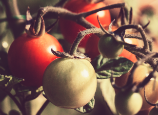 Wallace State’s horticulture/agriculture program hosting spring plant sale