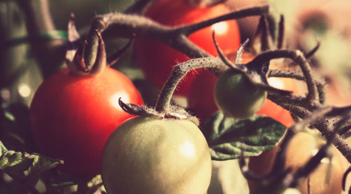 Wallace State’s horticulture/agriculture program hosting spring plant sale