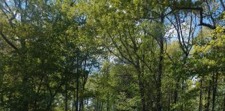 Cullman Caring for Kids holds awareness event at Heritage Park