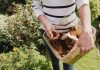 Coffee grounds – from the mug to the garden