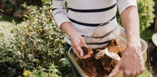 Coffee grounds – from the mug to the garden