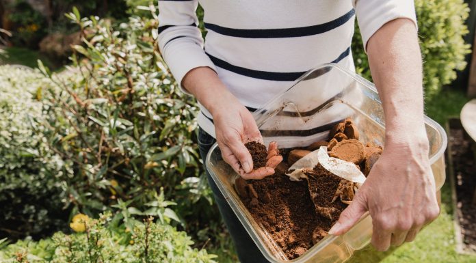 Coffee grounds – from the mug to the garden