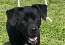 Pet of the Week: This one’s a Dandy!