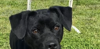 Pet of the Week: This one’s a Dandy!