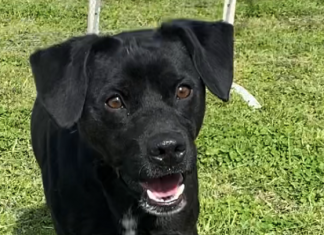 Pet of the Week: This one’s a Dandy!