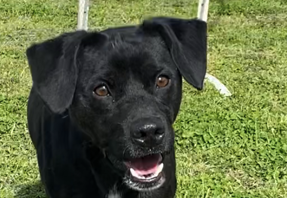 Pet of the Week: This one’s a Dandy!