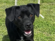 Pet of the Week: This one’s a Dandy!